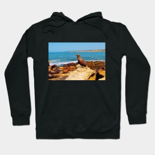 San Diego La Jolla Cove Sea Lions California USA Photography Hoodie